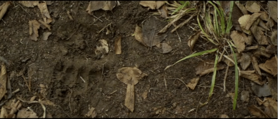 Ben Nagy reviews 'Backcountry': Some days you get away from the bear, and some days the bear gets you 2 An image of a bear paw print in the dirt, showcasing the wilderness and wildlife of the backcountry.