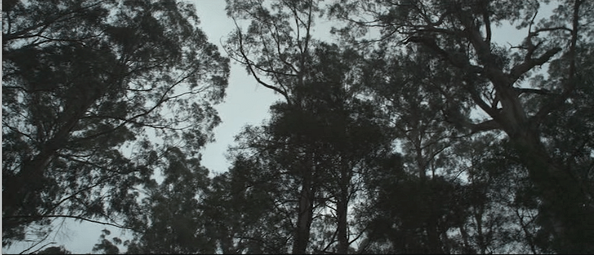 The obligatory shot from "Lost Gully Road" that shows that the movie does, in fact, take place in the woods (Screen capture from DVD by reviewer Ben Nagy)